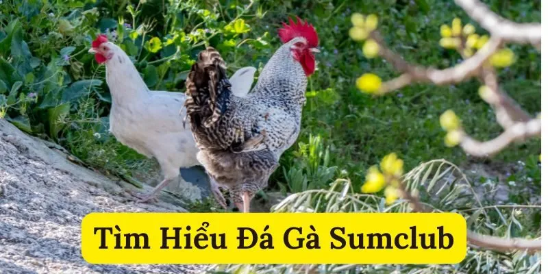 Khám phá đá gà Sumclub