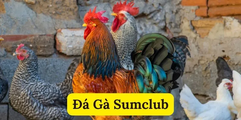 Một số hình thức cược đá gà Sumclub nổi tiếng