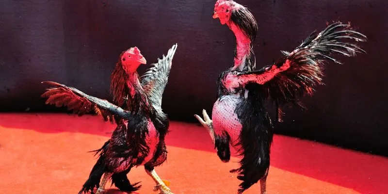 Một số quy định trong luật đá gà